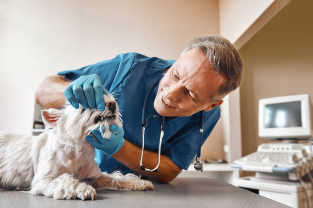  Eustis, FL Emergency Dentist Pros